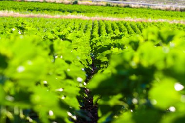 Yeşil yaprak tarlası geniş alan