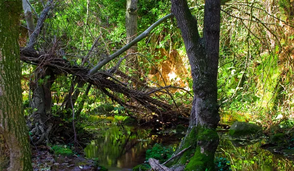 Yeşil Orman Ipeği Etkisinde Bir Dere — Stok fotoğraf