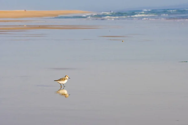 little birds on the yellow sandy beach