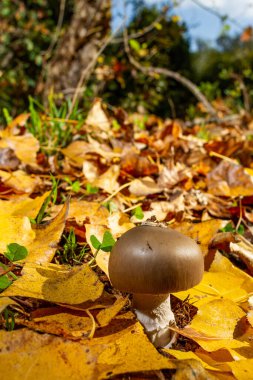 Ocher yaprak battaniyesinde mantar