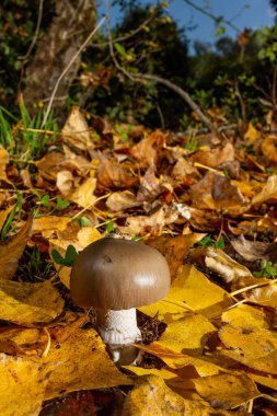 Ocher yaprak battaniyesinde mantar