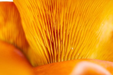 Kırışık kırmızı ve sarı mantarlar tarlanın altından