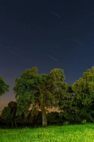 Robles Noche Con Cielo Estrellado —  Fotos de Stock