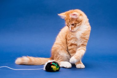 Oyuncak ile sevimli turuncu kedi yavrusu. Koyu mavi arkaplan