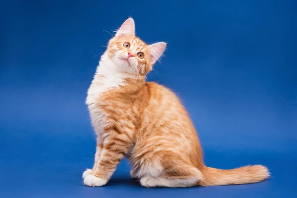 Tatlı turuncu kedi yavrusu. Koyu mavi arkaplan