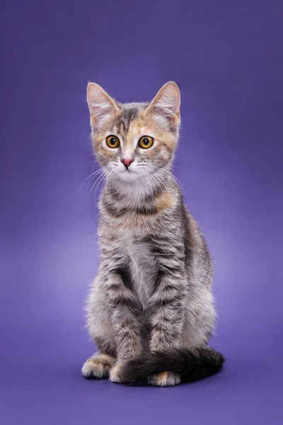 Şirin soyulmuş kedi yavrusu. Mor arkaplan