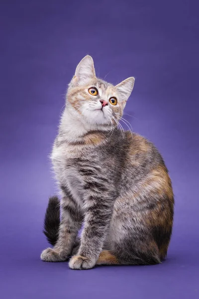 Şirin soyulmuş kedi yavrusu. Mor arkaplan