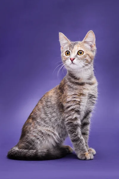 Şirin soyulmuş kedi yavrusu. Mor arkaplan