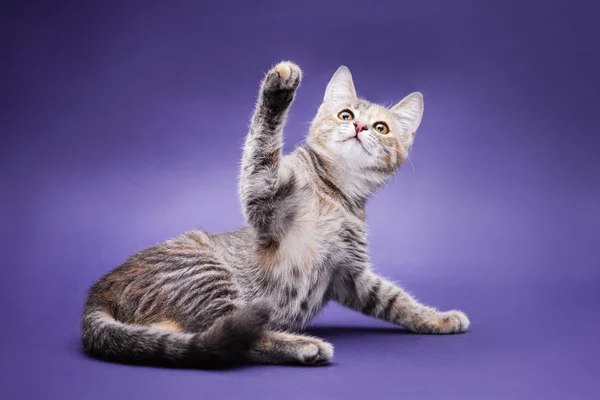 Şirin soyulmuş kedi yavrusu. Mor arkaplan