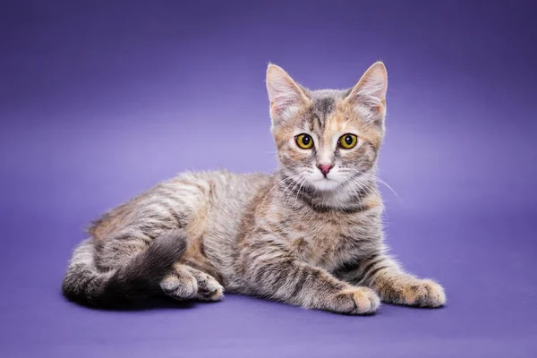 Şirin soyulmuş kedi yavrusu. Mor arkaplan