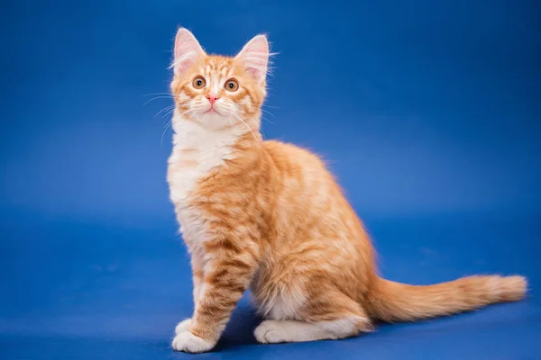 Tatlı turuncu kedi yavrusu. Koyu mavi arkaplan