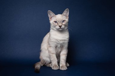 Şirin tekir noktalı kedi yavrusu. Koyu mavi arkaplan