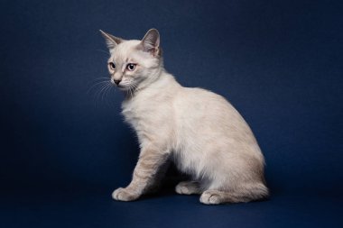 Şirin tekir noktalı kedi yavrusu. Koyu mavi arkaplan