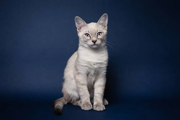 Şirin tekir noktalı kedi yavrusu. Koyu mavi arkaplan