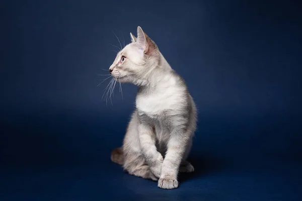 Şirin tekir noktalı kedi yavrusu. Koyu mavi arkaplan