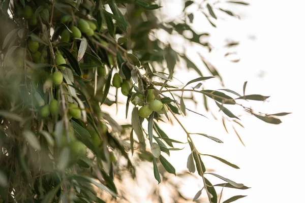 Zeytin ağacı dalının ayrıntıları