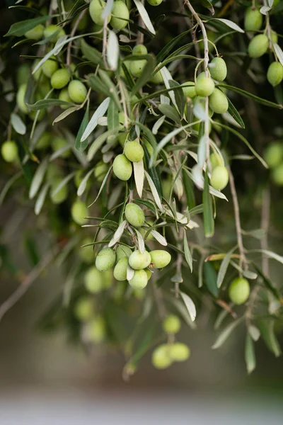 Zeytin ağacı dalının ayrıntıları