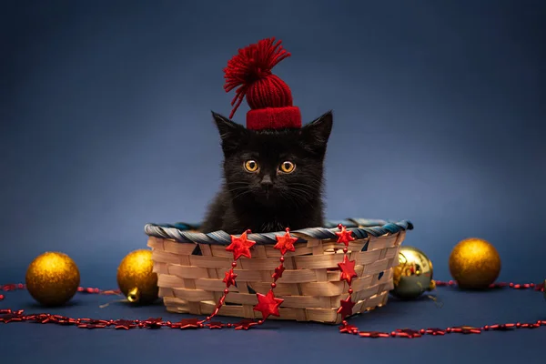 Hasır sepetin içinde kırmızı şapkalı siyah kedi yavrusu ve Noel oyuncakları.