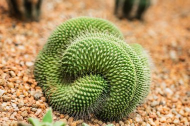 Cristata Kaktüsü, Mammillaria spinosissima. Kaktüs arka planda izole edilmiş. Yeşil kaktüsü kapatın..