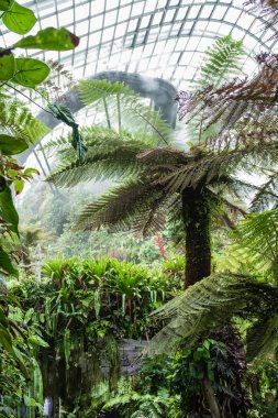 Singapur, Bahçe Körfez manzaralı Kubbe camının altındaki palmiye ve köprü çelik iskeletle