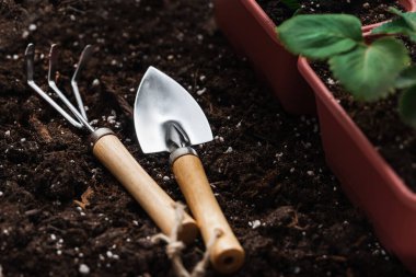 Topraktaki küçük bahçe aletleri ve çömlekteki taze çilek bitkileri.