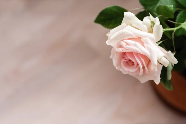 Güzel pembe gül kapat, arkaplan, yukarıdan görüntü, boşluğu kopyala