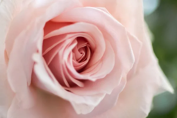 Güzel pembe gül, yakın çekim.