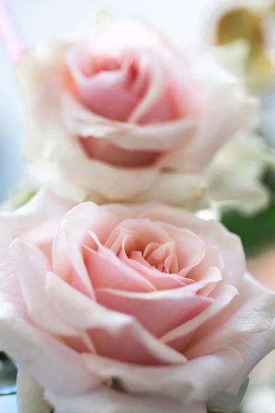 Dvě Krásné Růžové Růže Zavírají Svisle — Stock fotografie