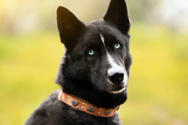 Porträt Eines Niedlichen Blauäugigen Hundes Der Die Kamera Blickt Nahaufnahme — Stockfoto