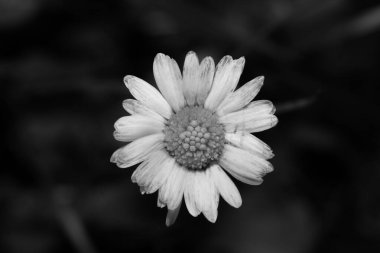 Siyah arkaplanda bir papatyanın yakın çekimi