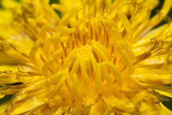 Perto de flor de dente-de-leão — Fotografia de Stock