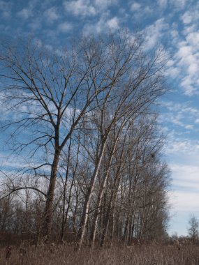 Mavi gökyüzüne karşı çıplak ağaçlar