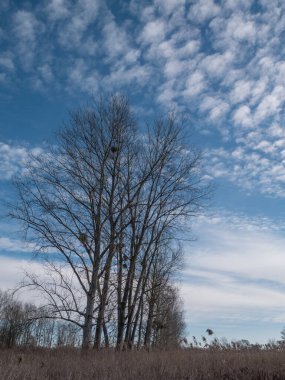 Mavi gökyüzüne karşı çıplak ağaçlar