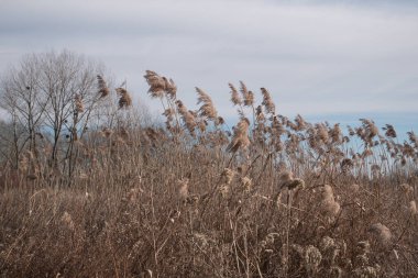 sazlar gökyüzüne karşı