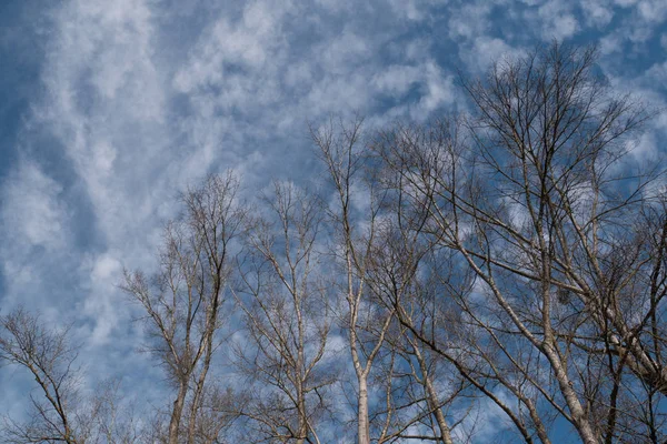 Mavi gökyüzüne karşı çıplak dallar