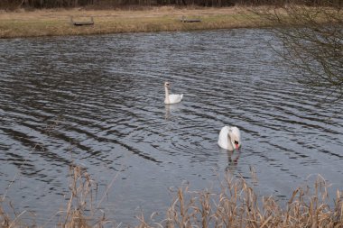 Gölde yüzen iki kuğu.
