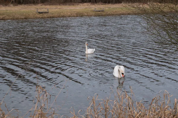 Two swans swimming in the lake — Stock Photo, Image