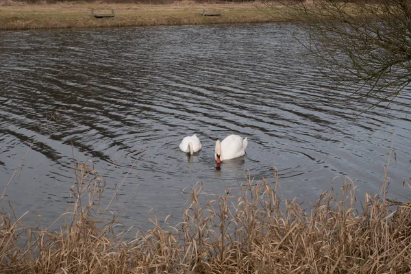 Dois cisnes nadando no lago — Fotografia de Stock
