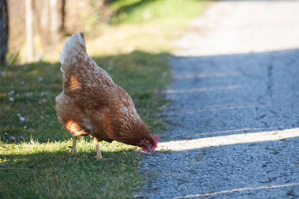 A hen by the side of the road is picking up food. European homemade brown hen.The old custom of putting chickens on the road to feed on grass, worms and anything else they find in the grass.