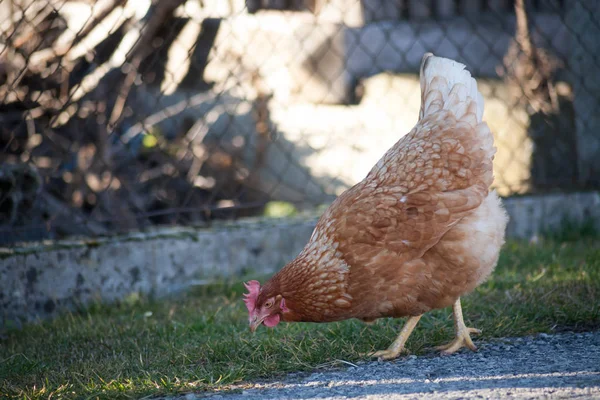 Yol kenarındaki bir tavuk yiyecek topluyor. Avrupa ev yapımı kahverengi tavuk. Çimenlerde, solucanlarla ve buldukları her şeyle beslenen tavukların eski bir geleneği..