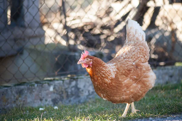 A hen by the side of the road is picking up food. European homemade brown hen.The old custom of putting chickens on the road to feed on grass, worms and anything else they find in the grass.