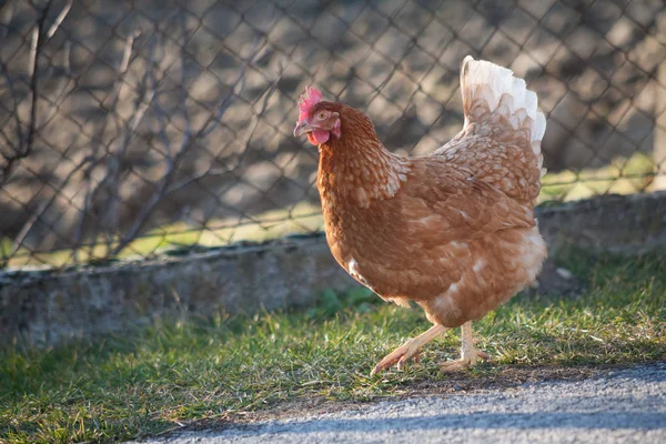 A hen by the side of the road is picking up food. European homemade brown hen.The old custom of putting chickens on the road to feed on grass, worms and anything else they find in the grass.