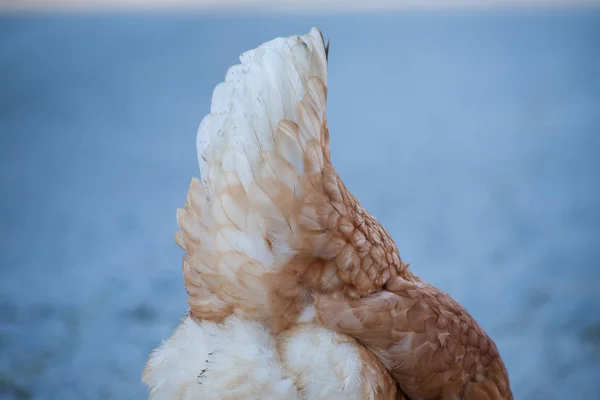 The white tail of the hen. White feathers on the back of the hen. Brown hen, but the back is white.