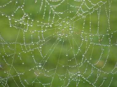 Örümcek ağına yağmur damlası. Yeşil arka planda örümcek ağı düzgün bir şekilde şekillenir..