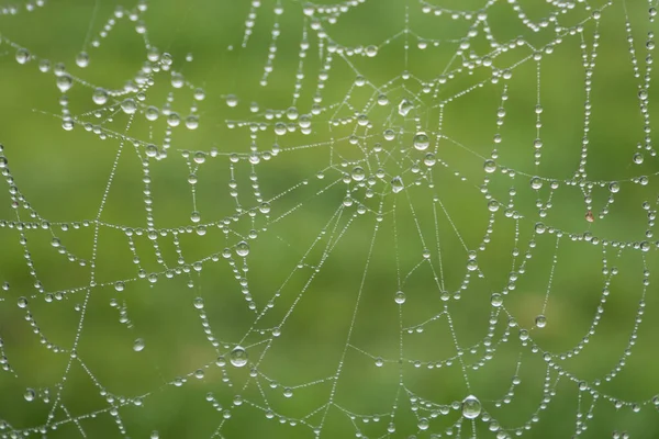 Rain Drops Spider Web Green Background Spider Web Properly Formed — Stock Photo, Image
