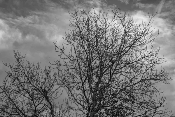 Bare tree canopy, black & white. Tree canopy with dramatic clouds in the background. The picture gives off a feeling of cold and sadness