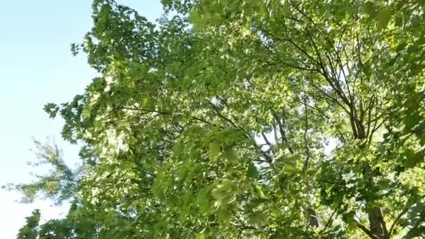 Spazieren Gehen Unter Dem Grünen Baumkronen Dichtes Laub Der Bäume — Stockvideo