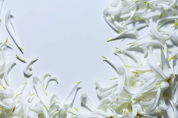 Beyaz yapraklar, romantik arkaplan ve metin için boşluk ile çevrili boş beyaz boşluk