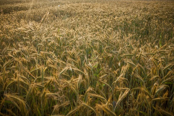 Пшеничное Поле Рано Утром Золотые Колосья Пшеницы Загораются Полный Каркас — стоковое фото