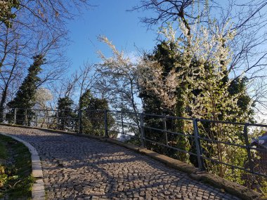 Strossmayer 'in gezinti alanındaki ağaç Zagreb, Hırvatistan' da çiçek açtı. Promenada 'daki Tiled Hill.